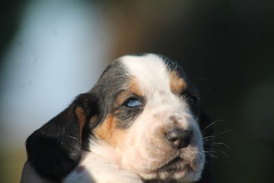 Les chiots de Basset Hound