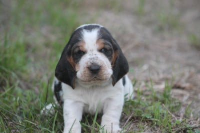 Les chiots de Basset Hound