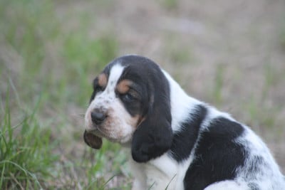 Les chiots de Basset Hound