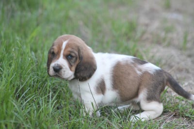 Les chiots de Basset Hound