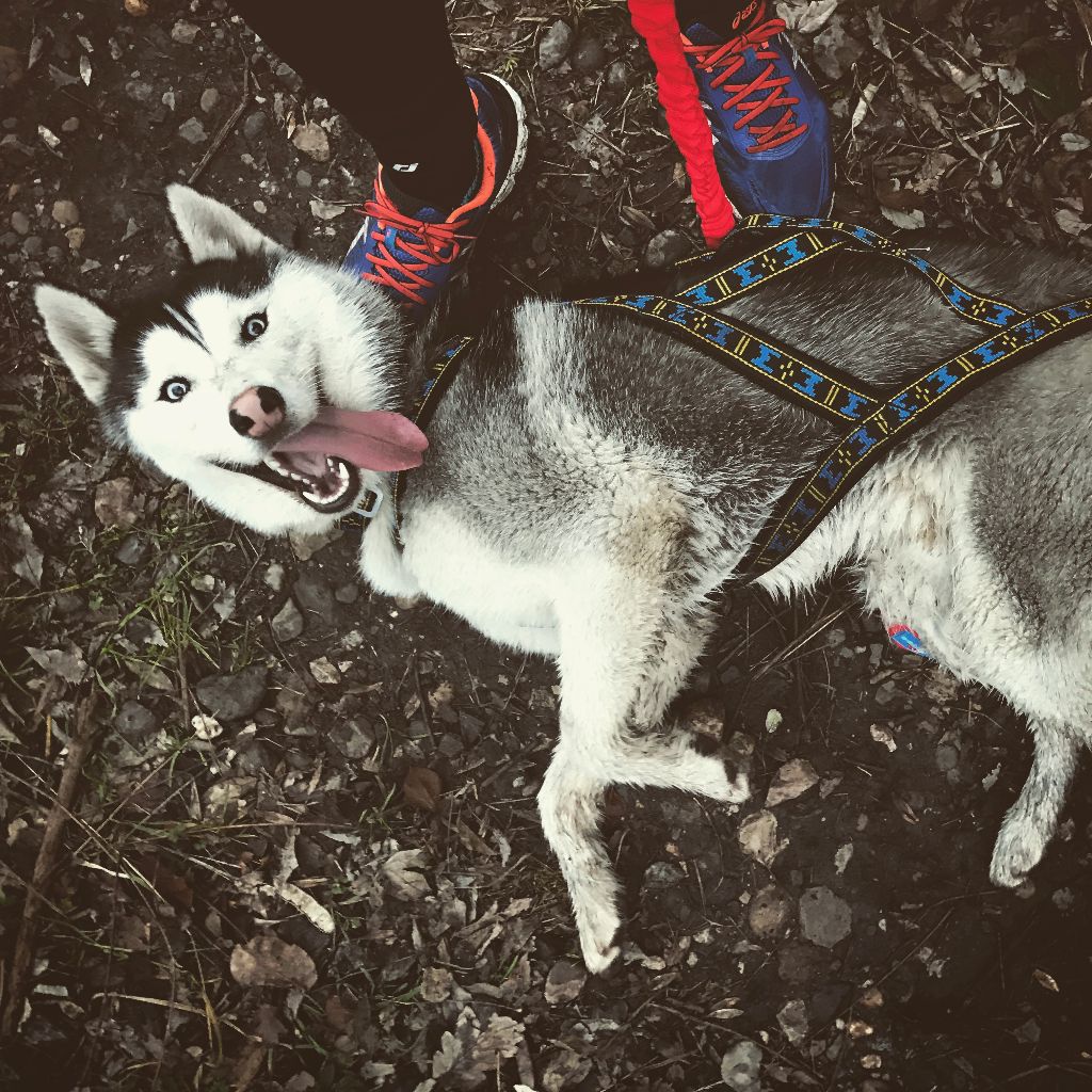 Publication : (Sans Affixe)