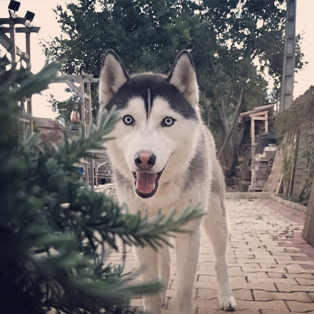 Publication : (Sans Affixe)