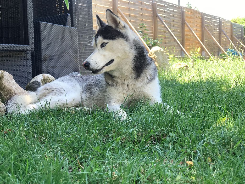 Publication : (Sans Affixe)