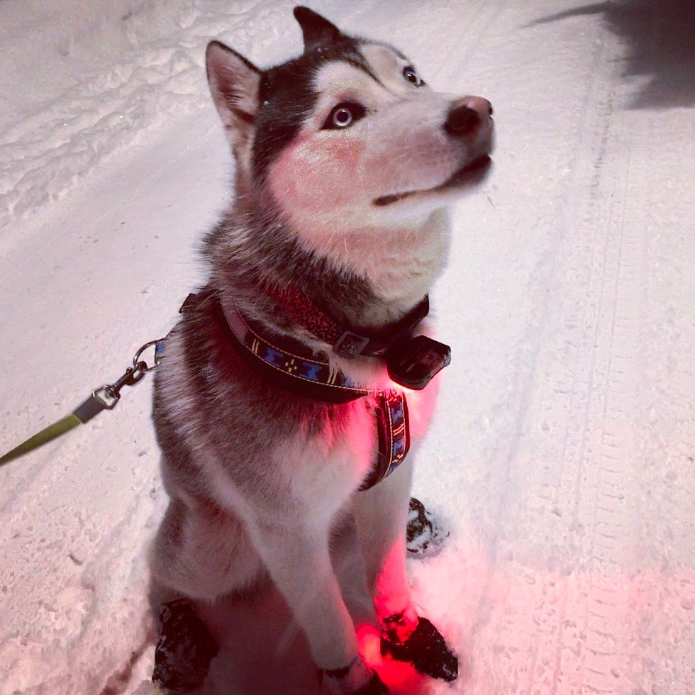 Publication : (Sans Affixe)