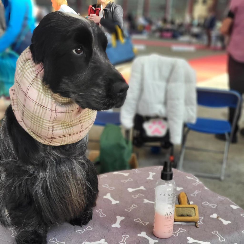 CH. Tudo bem de la rivière d'opale