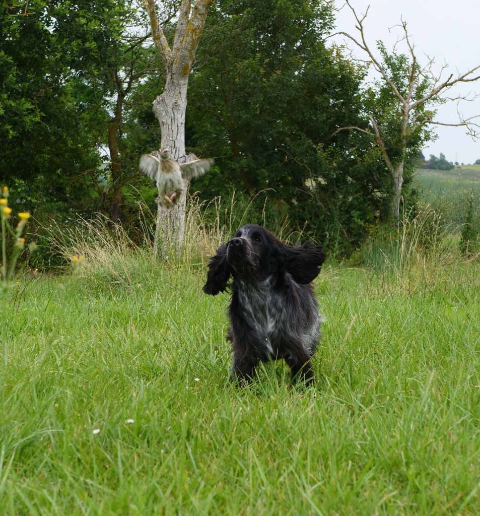 CH. Tudo bem de la rivière d'opale