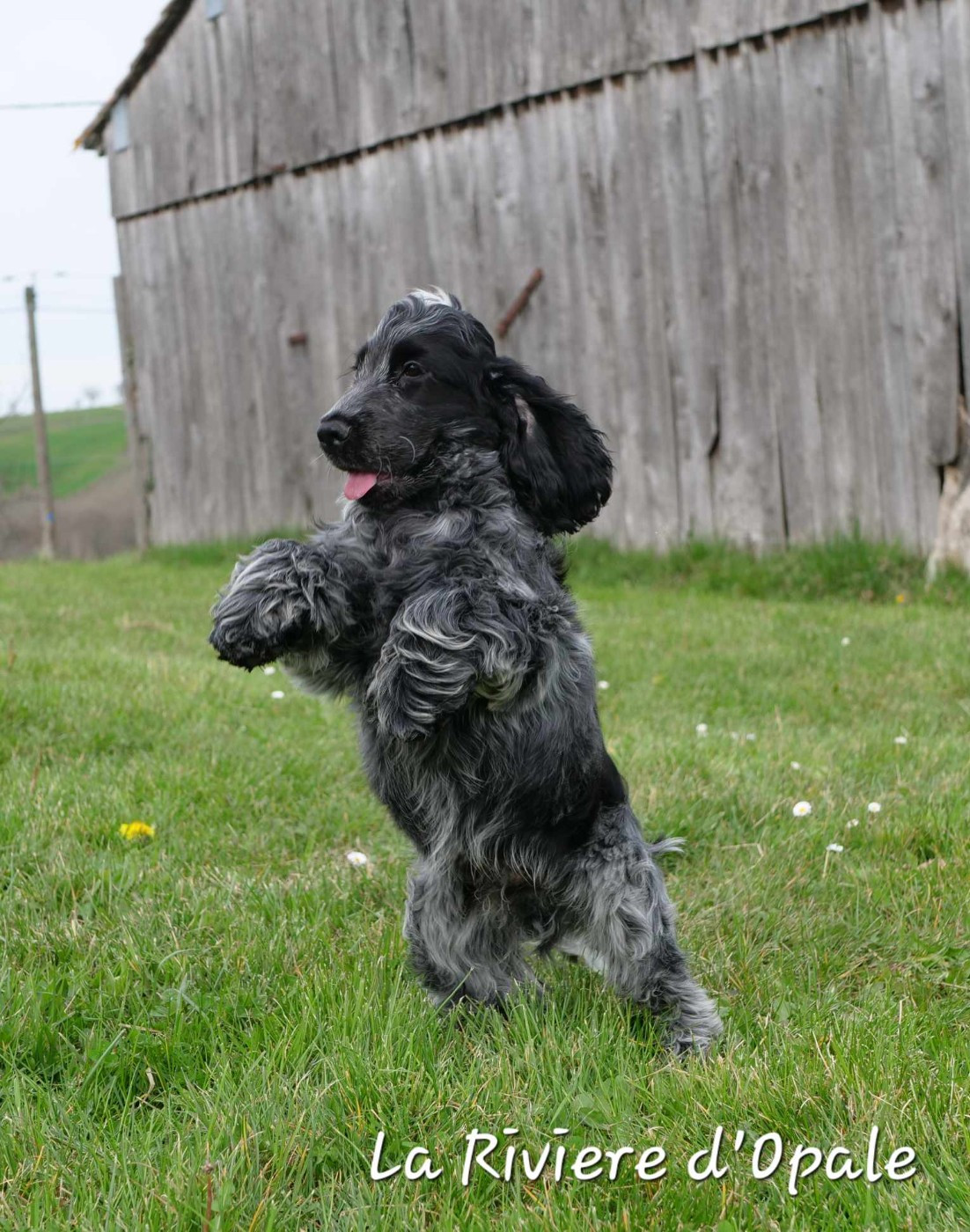 Publication : de la rivière d'opale