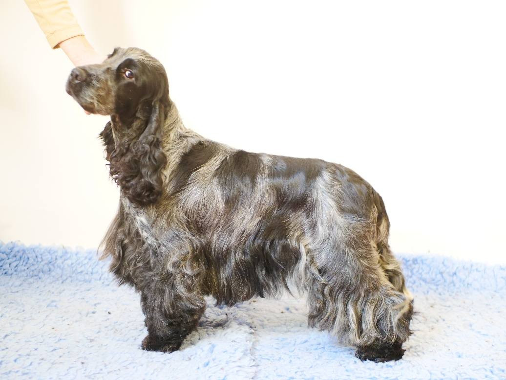 Publication : de la rivière d'opale