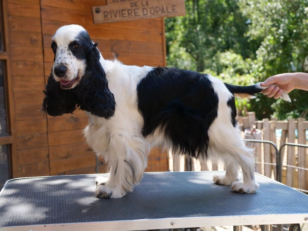 Reine des neiges de la Veine d'or des Pyrénées