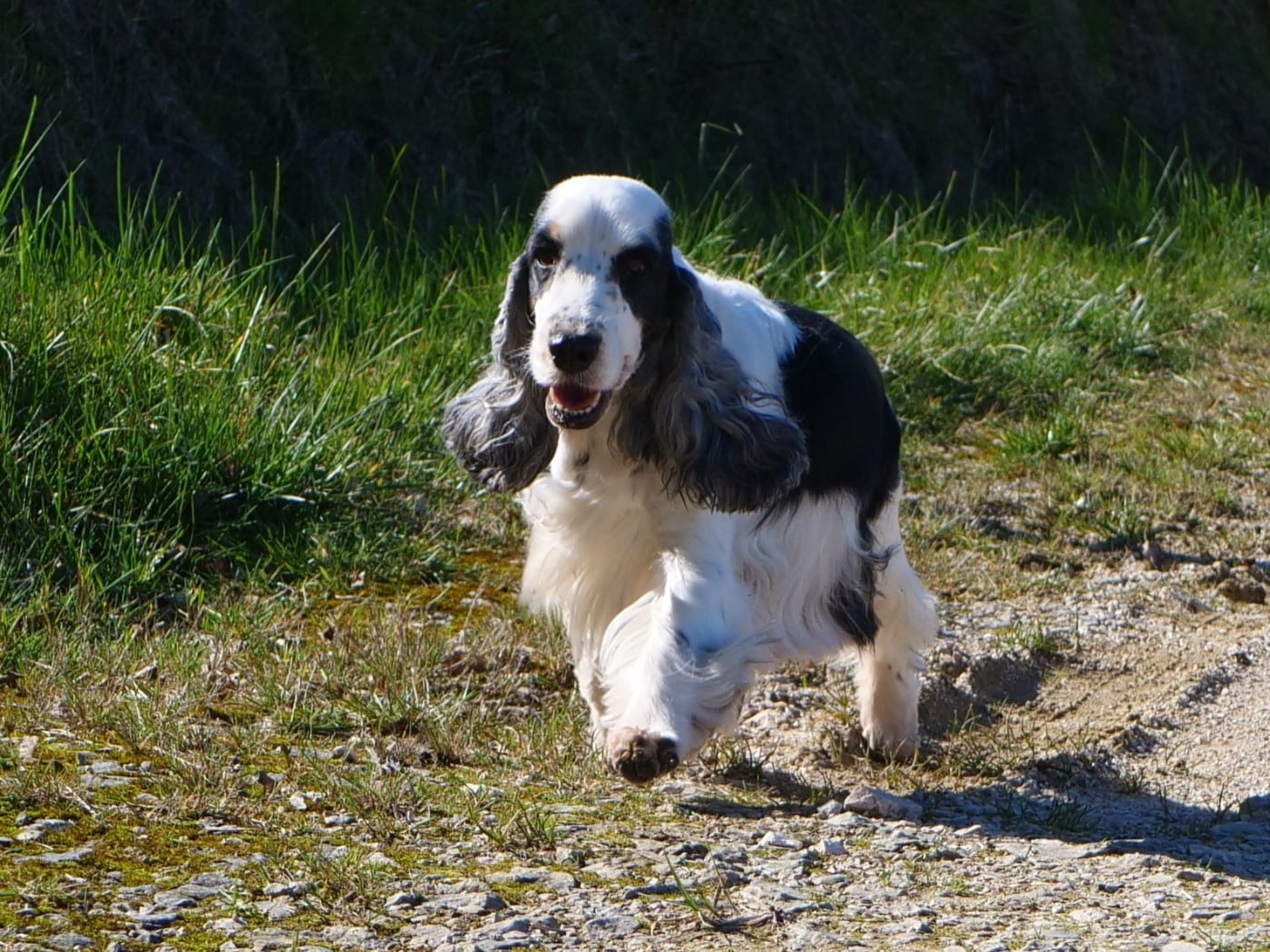 Reine des neiges de la Veine d'or des Pyrénées
