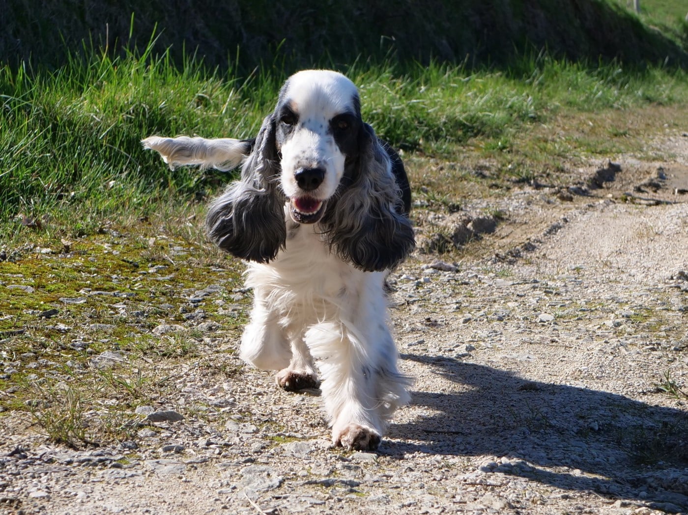 Reine des neiges de la Veine d'or des Pyrénées