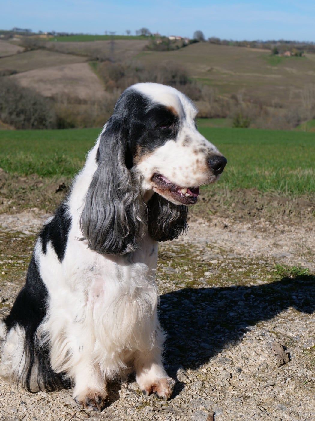Reine des neiges de la Veine d'or des Pyrénées