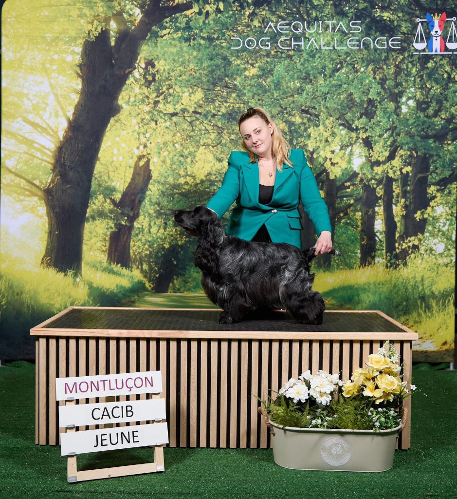 CH. Tudo bem de la rivière d'opale