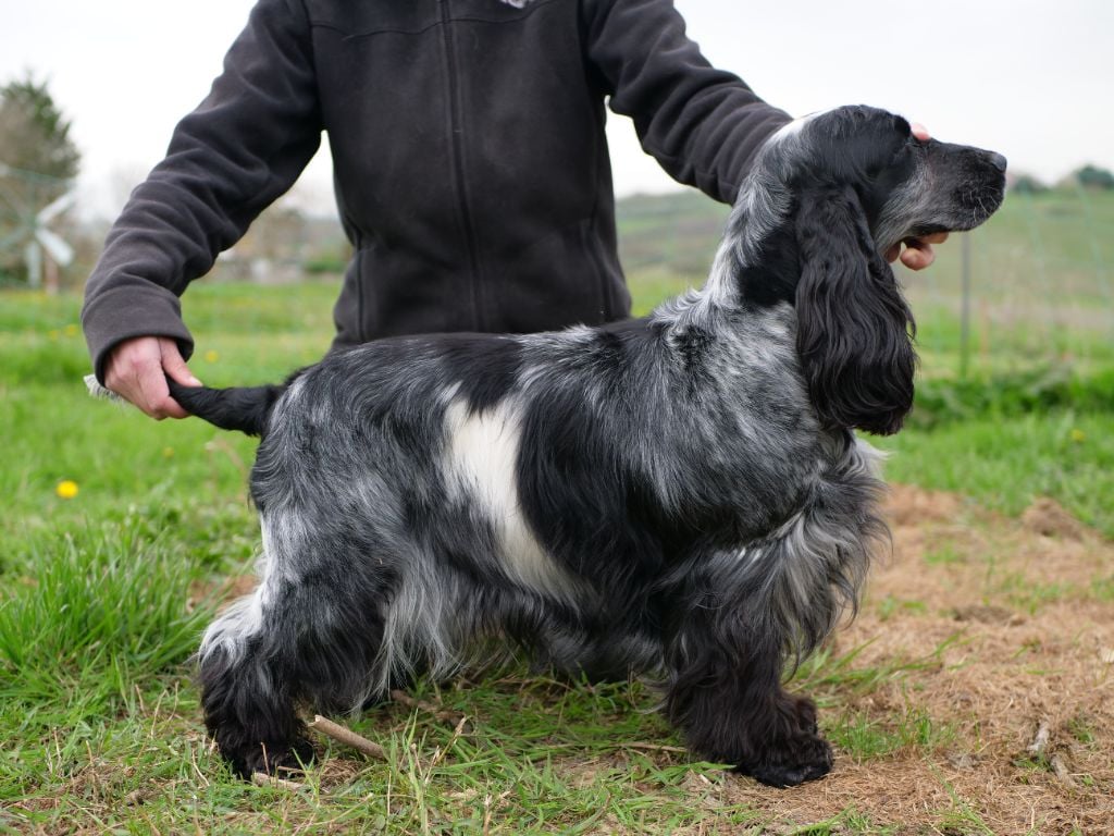 Sky lady blue de la Veine d'or des Pyrénées