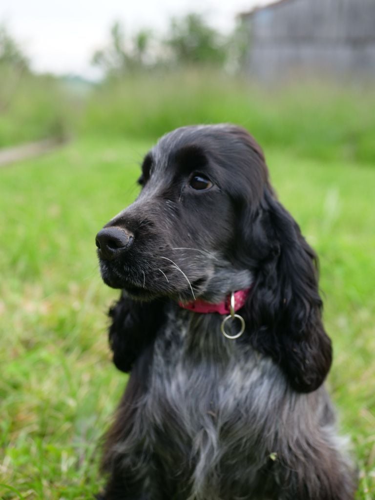 CH. Tudo bem de la rivière d'opale