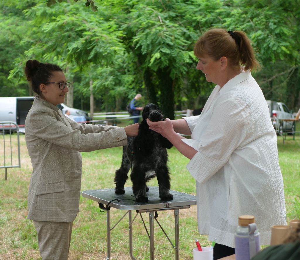 CH. Tudo bem de la rivière d'opale