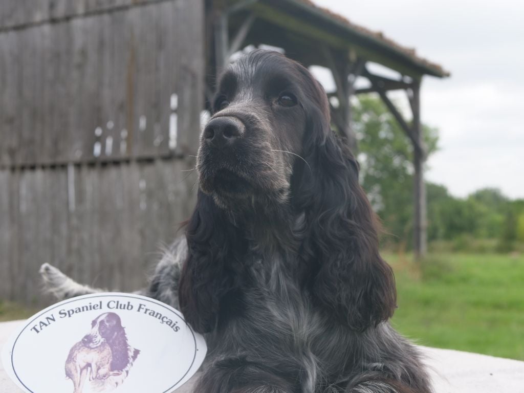 CH. Tudo bem de la rivière d'opale