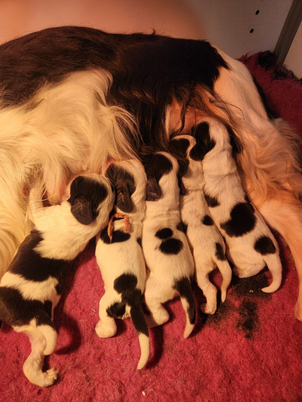 Chiot Cocker Spaniel Anglais