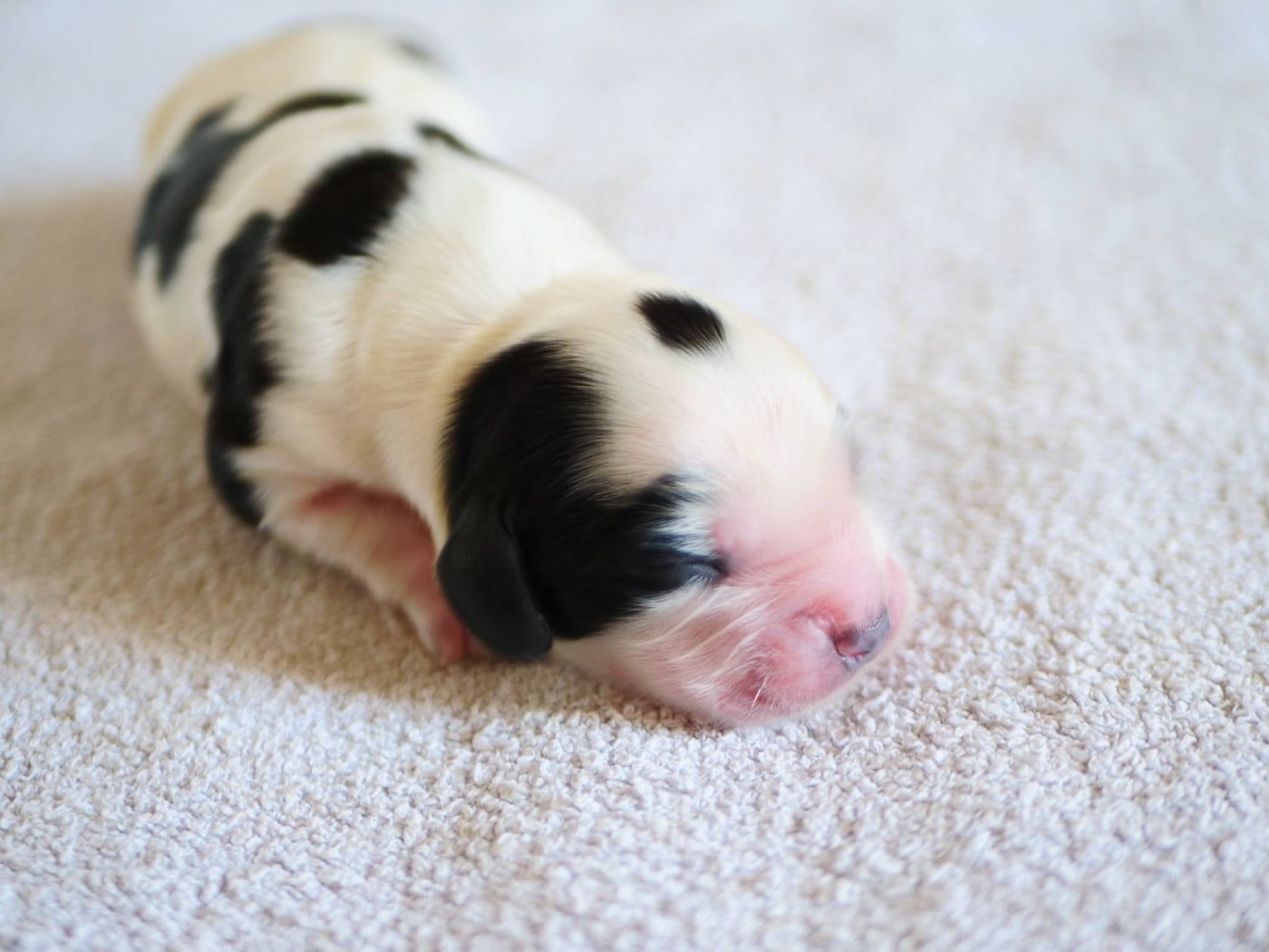 CHIOT 1