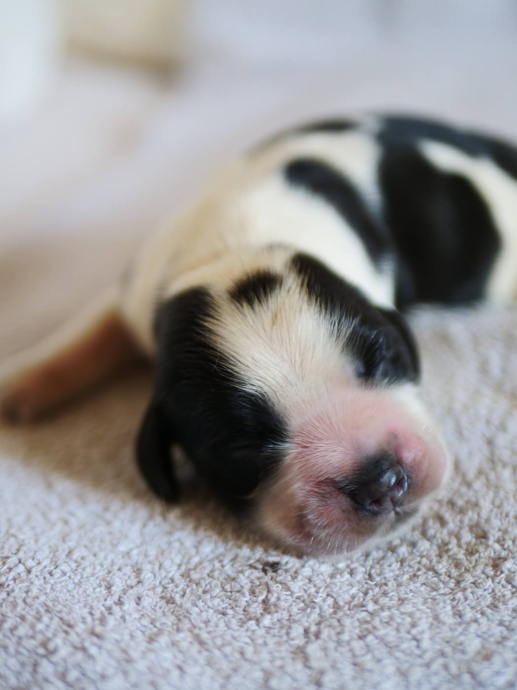CHIOT 1