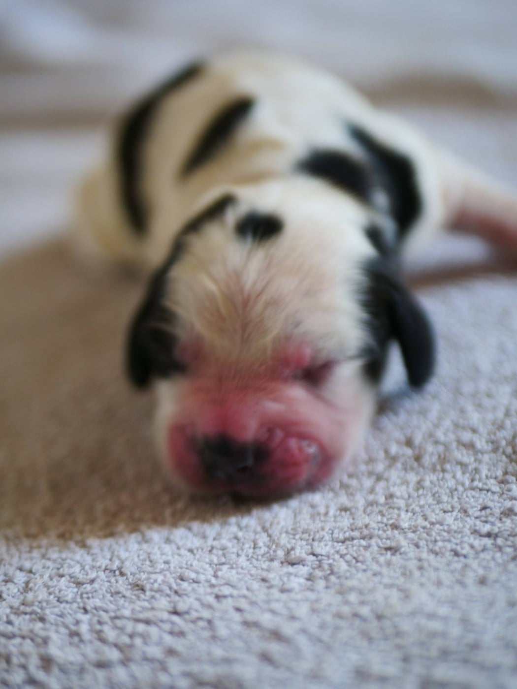 CHIOT 1