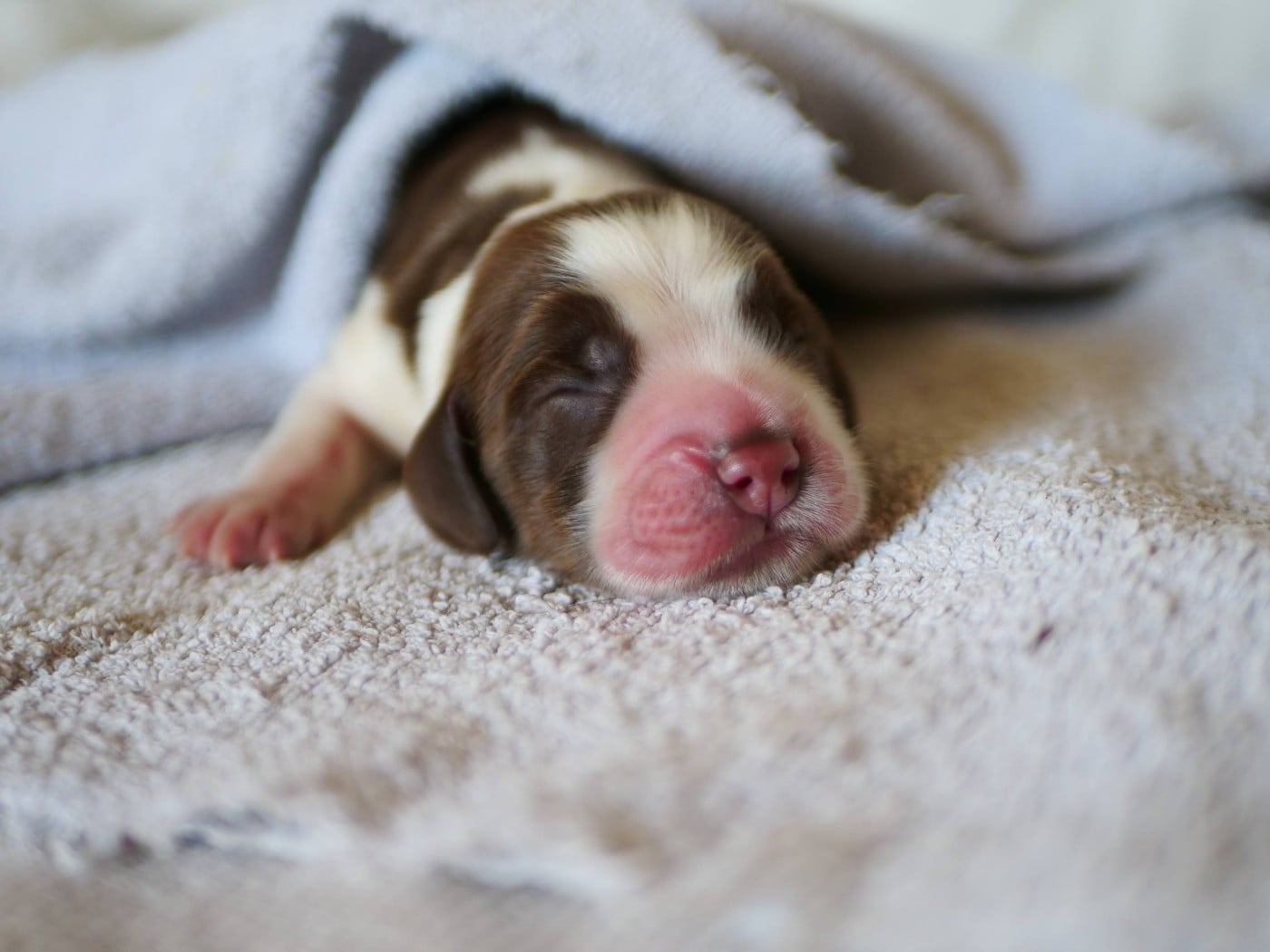 CHIOT 5