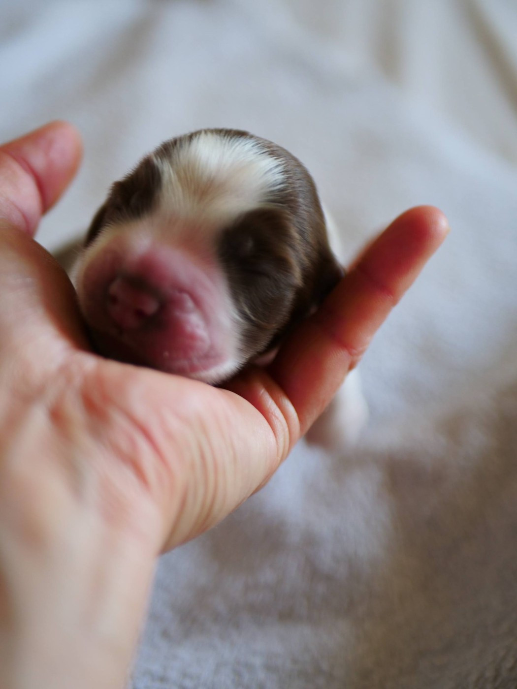 CHIOT 5