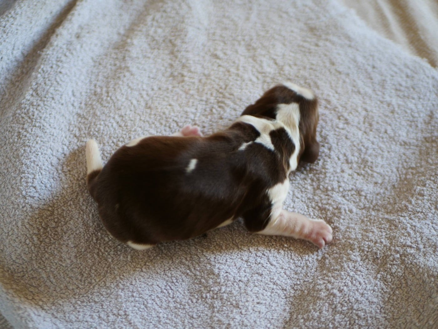 CHIOT 5