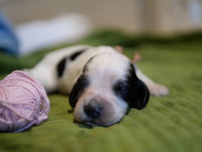 Les chiots de Cocker Spaniel Anglais