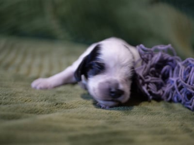 Les chiots de Cocker Spaniel Anglais