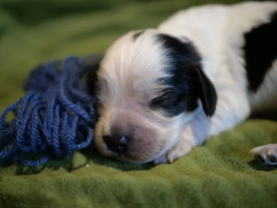 Les chiots de Cocker Spaniel Anglais