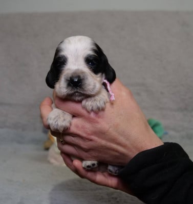 Les chiots de Cocker Spaniel Anglais