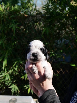 Les chiots de Cocker Spaniel Anglais