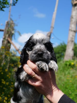 Les chiots de Cocker Spaniel Anglais