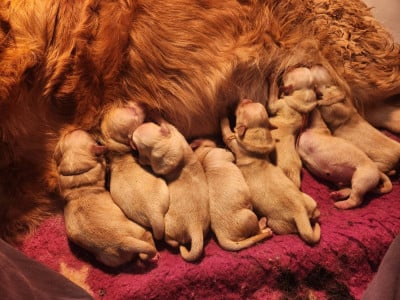 Les chiots de Golden Retriever