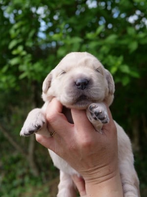 Les chiots de Golden Retriever