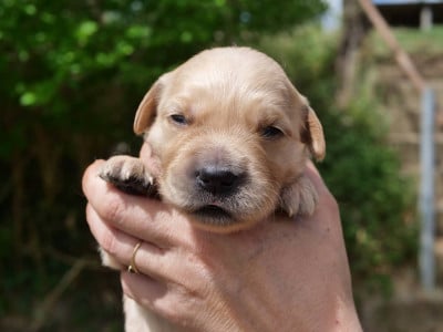 Les chiots de Golden Retriever