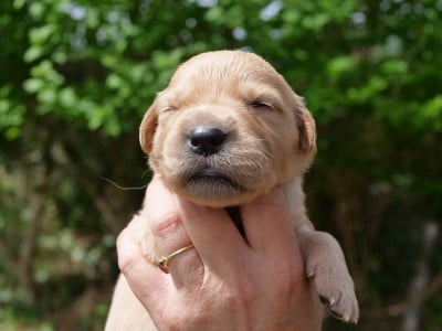 Les chiots de Golden Retriever