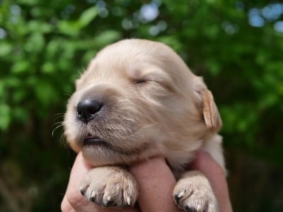 Les chiots de Golden Retriever