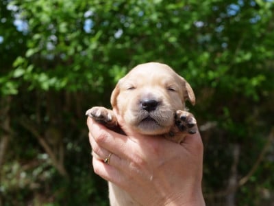 Les chiots de Golden Retriever