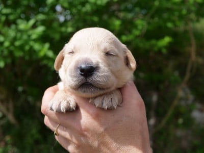 Les chiots de Golden Retriever