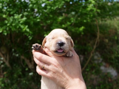 Les chiots de Golden Retriever