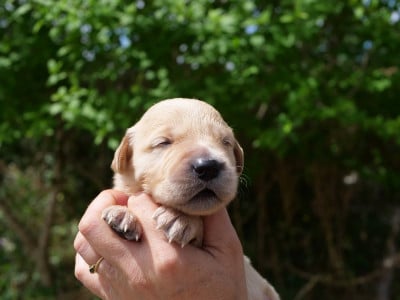 Les chiots de Golden Retriever