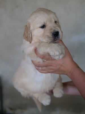 Les chiots de Golden Retriever