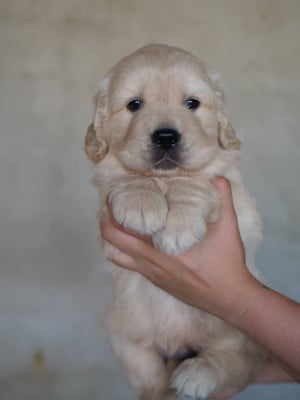 Les chiots de Golden Retriever