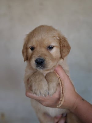 Les chiots de Golden Retriever