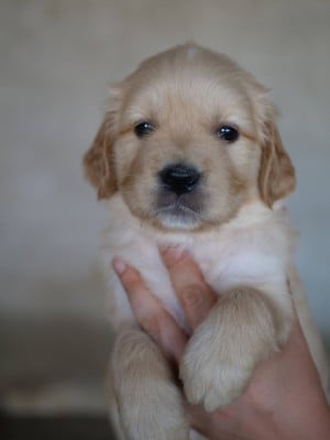 Les chiots de Golden Retriever