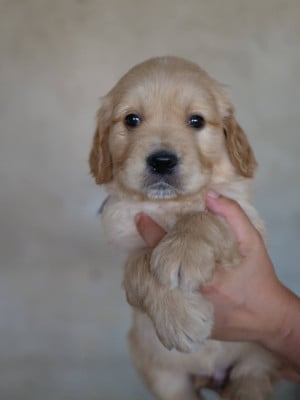 Les chiots de Golden Retriever