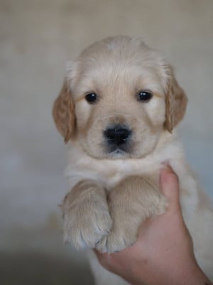 Les chiots de Golden Retriever