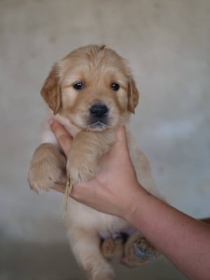 Les chiots de Golden Retriever